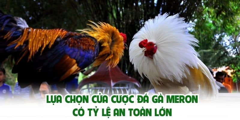 Lựa chọn cửa cược đá gà Meron có tỷ lệ an toàn lớn