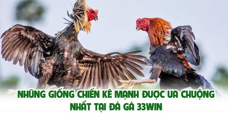 Những giống chiến kê mạnh được ưa chuộng nhất tại đá gà 33win